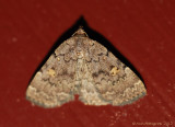 Common Idia---0398.jpg