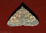 Common Idia--0077.jpg