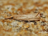 Vagabond-Crambus---25-Sept-2012---0007.jpg