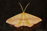 Chickweed-Geometer-(Haematopis-grataria)---12-Sept-2012---_0081.jpg