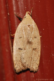 Gold-striped-Leaftier-(Machimia-tentoriferella)---14-Sept-2012--_0094.jpg