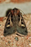 Master's Dart--_0093.jpg