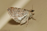 Moth-sp.---12-Sept-2012---0078.jpg