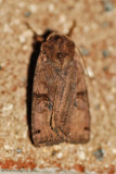 Smith's Dart--0124.jpg
