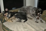 Orvis-Ad---Jillie-&-Rook---23-Oct-2011--1713.jpg