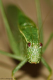 Fork-tailed Bush Katydid