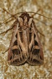 Dingy-Cutworm-(Feltia-jaculifera)---8-Sept-2012---0030.jpg