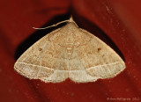 Moth-sp.----6-Sept-2012---0505.jpg