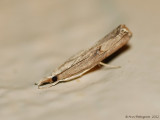 Bluegrass Webworm Moth -0472.jpg