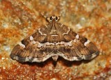 Spotted-Beet-Webworm-(Hymenia-perspectalis)-6-Sept-2012---0504.jpg