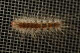 Fall Webworm Moth .-0043.jpg