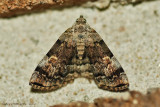 American-Idia-(Idia-americalis)---31-Aug-2012---0377.jpg