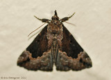 Baltimore-Snout-(Hypena-baltimoralis)---0368.jpg