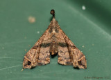 Faint-spotted-Palthis-(Palthis-asopialis)-31-Aug-2012---0367.jpg