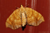 Grapevine-Looper-Moth---0001.jpg