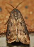 Ipsilon-Dart-(Agrotis-ipsilon)-30-Aug-2012---0325.jpg
