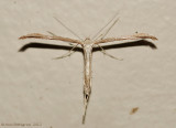 Morning-Glory-Plume-Moth-(Emmelina-monodactyla)---30-Aug-2012---0319.jpg