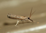 Changeable Grass-Veneer - 0461.jpg