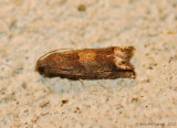 Ragweed Borer Moth --0458.jpg