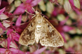 Splendid Palpita - 0383.jpg