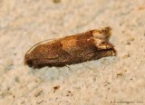 Ragweed Borer Moth -0458.jpg