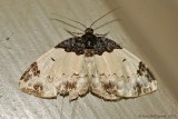 White-ribboned Carpet