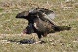 Turkey Vulture