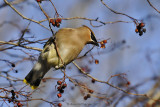 Cedar Waxwing