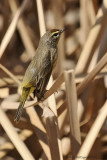 Palm Warbler