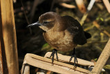 Boat-tailed Grackle