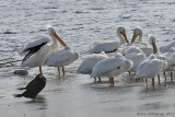 American White Pelicans & Double-crested Cormorant