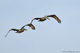 Brown Pelican