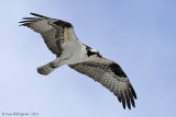 Osprey