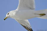 Ring-billed Gull