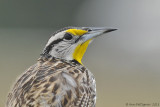 Eastern Meadowlark