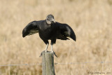 Black Vulture