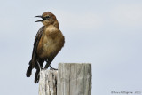 Boat-tailed Grackle