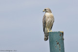 Red-shouldered Hawk