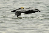 Brown Pelican