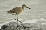 Willet