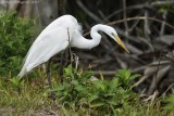 Hunting Great Egret