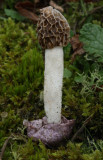 Dune Stinkhorn - Phallus adriani