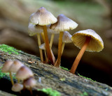 Saffron-drop Bonnet - Mycena crocata 