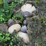 Earthstar - Geastrum minimum