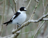 Collared-Flycatcher.