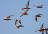 Ruddy-Shelduck.