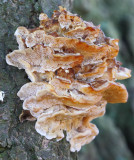 Trametes ochracea.