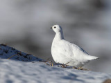 Ptarmigan (Lagopus mutus )