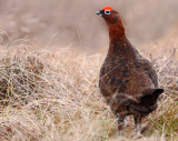 Red Grouse ( Lagopus lagopus scotinus )