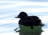 Common Scoter (Melanitta nigra )